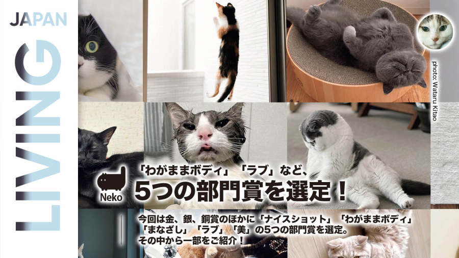 日语阅读 - 猫咪摄影大赛！快来看看有哪些作品获奖了吧~ - moji辞書